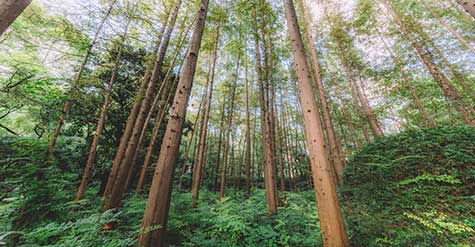 恩施州林業局森林防火項目15KM熱成像攝像機